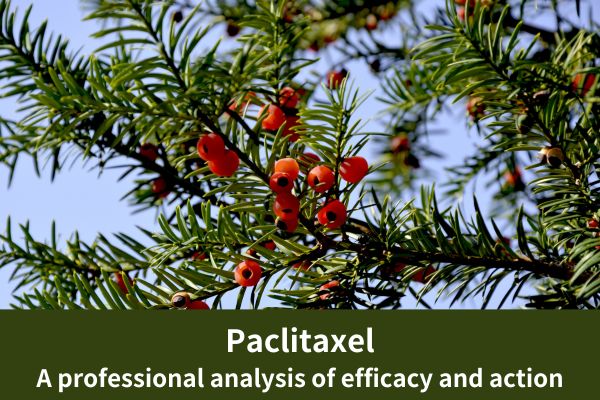 Paclitaxel: A professional analysis of efficacy and action