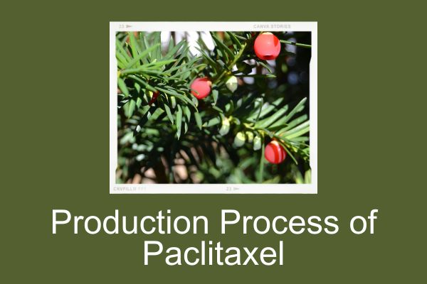 Production Process of Paclitaxel:From Extraction to Medicinal Formulation