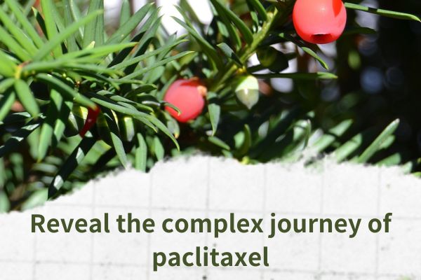 Reveal the complex journey of paclitaxel:from natural extract to potential synthetic