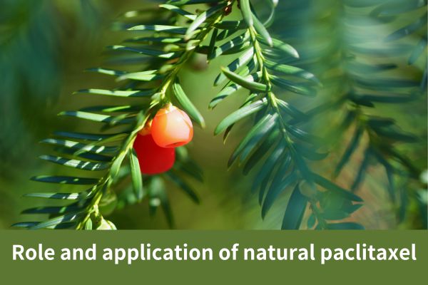 Role and application of natural paclitaxel