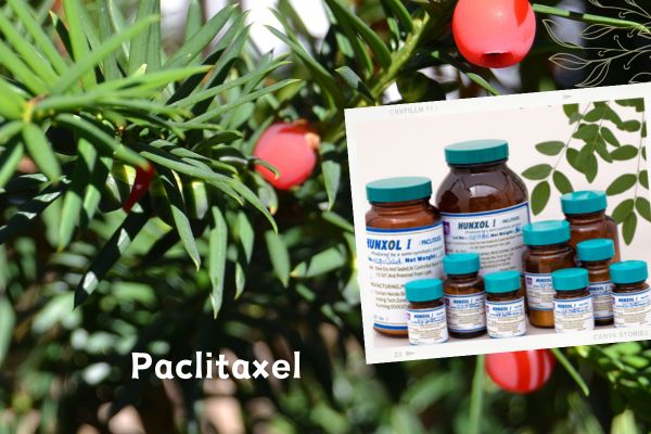 Role and application of paclitaxel