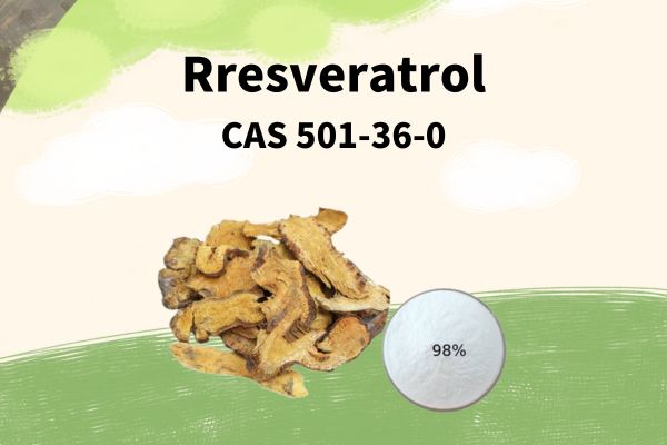 GMP Natural Polygonum Cuspidatum Root Extract Resveratrol CAS 501-36-0