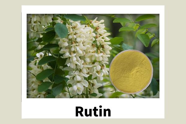 Natural Top Quality Plant Extract 95% 98% Rutin CAS 153-18-4