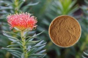 Salidroside 5% – 10% rhodiola extract pharmaceutical raw materials