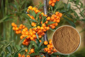 Big discounting Rice Bran Extract - Seabuckthorn extract Seabuckthorn flavone 1%-60% Pharmaceutical raw materials –  Hande