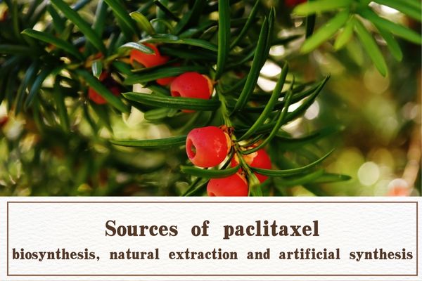 Sources of paclitaxel: biosynthesis, natural extraction and artificial synthesis