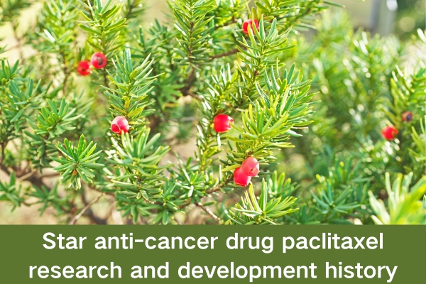 Star anti-cancer drug paclitaxel research and development history