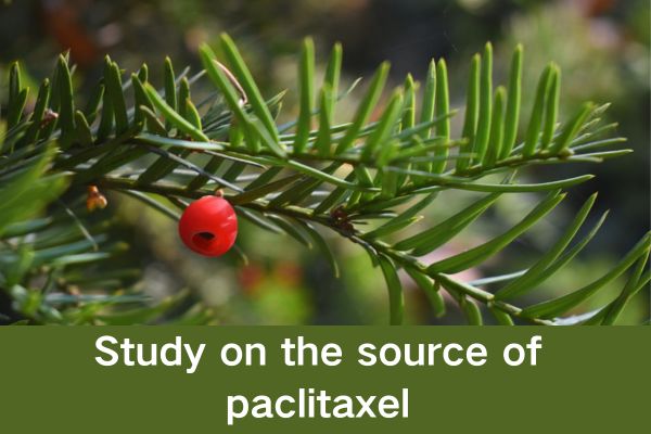 Study on the source of paclitaxel