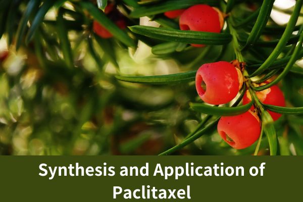 Synthesis and Application of Paclitaxel