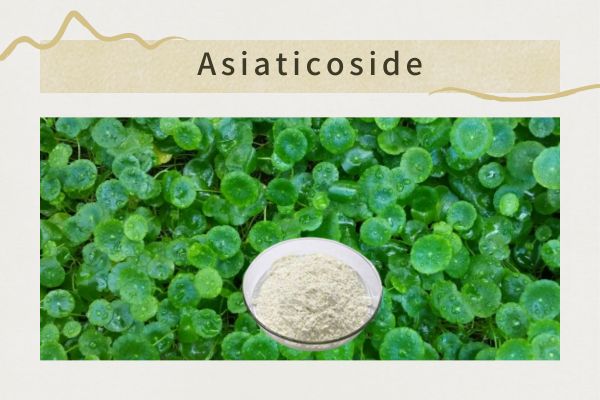 The Effect of asiaticoside in cosmetics