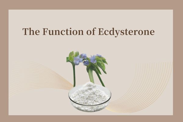 The Function of Ecdysterone