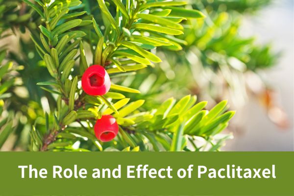 The Role and Effect of Paclitaxel