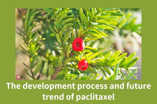 The development process and future trend of paclitaxel