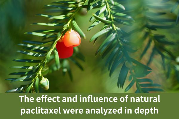 The effect and influence of natural paclitaxel were analyzed in depth