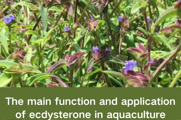 The main function and application of ecdysterone in aquaculture