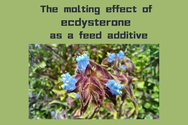 The molting effect of ecdysterone as a feed additive