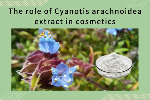 The role of Cyanotis arachnoidea extract in cosmetics