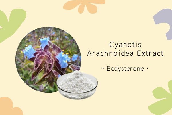 The role of cyanotis arachnoidea extract in aquaculture