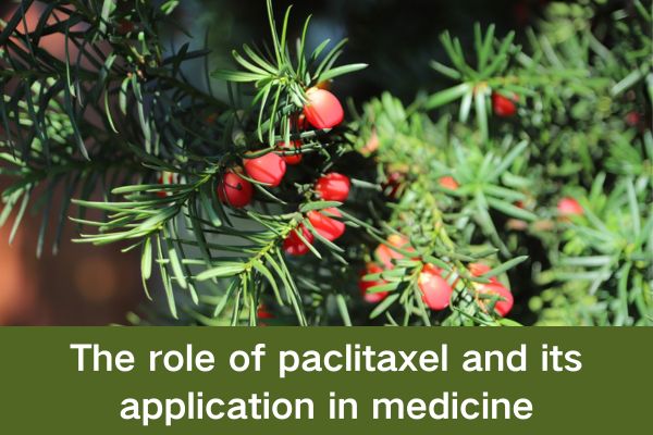 The role of paclitaxel and its application in medicine