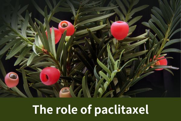 The role of paclitaxel
