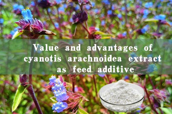 Value and advantages of cyanotis arachnoidea extract as feed additive