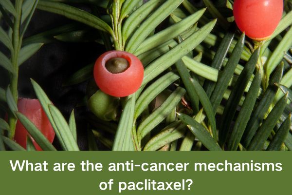What are the anti-cancer mechanisms of paclitaxel?