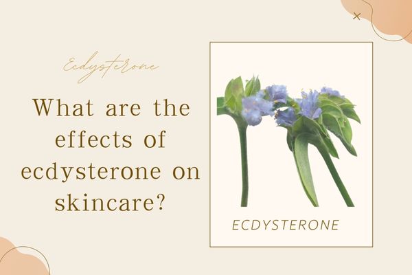 What are the effects of ecdysterone on skincare?