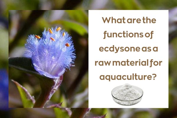 What are the functions of ecdysterone as a raw material for aquaculture?