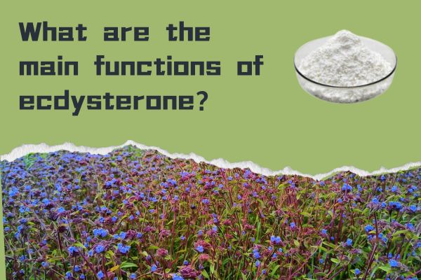 What are the main functions of ecdysterone?