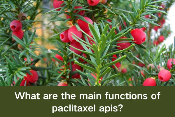 What are the main functions of paclitaxel apis?