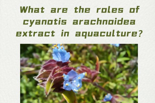 What are the roles of cyanotis arachnoidea extract in aquaculture?