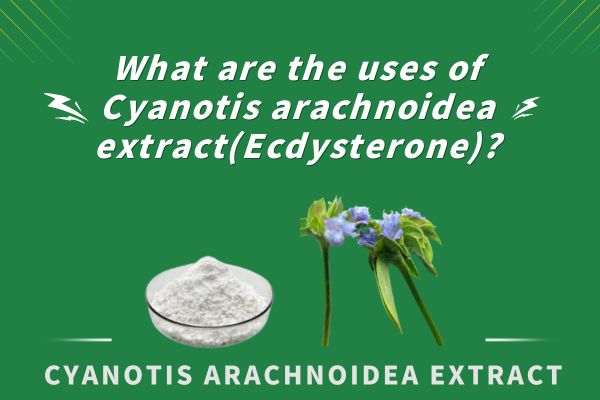 What are the uses of Cyanotis arachnoidea extract(ecdysterone)?