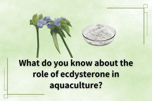 What do you know about the role of ecdysterone in aquaculture?