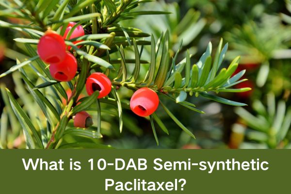 What is 10-DAB Semi-synthetic Paclitaxel?