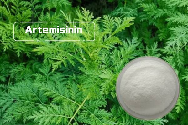 What is artemisinin?The effect of artemisinin