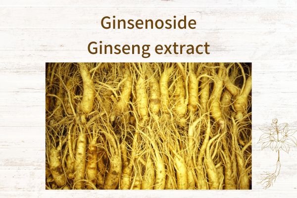 What is ginsenoside?What are the effects of ginsenosides?