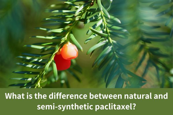 What is the difference between natural and semi-synthetic paclitaxel?