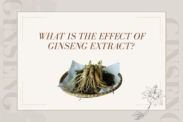 What is the effect of ginseng extract?