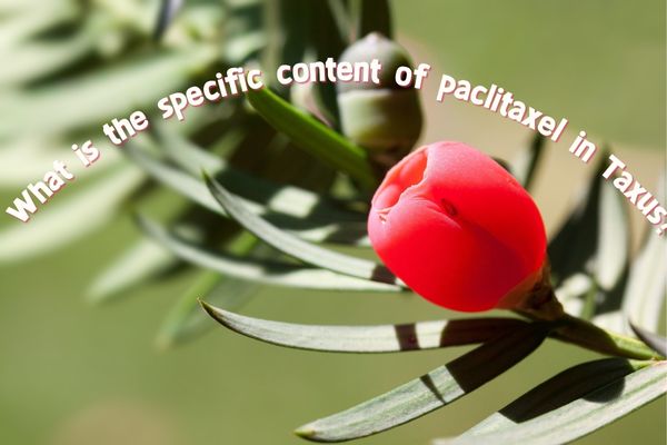 What is the specific content of paclitaxel in Taxus?