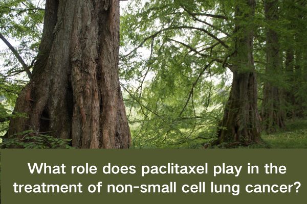 What role does paclitaxel play in the treatment of non-small cell lung cancer?
