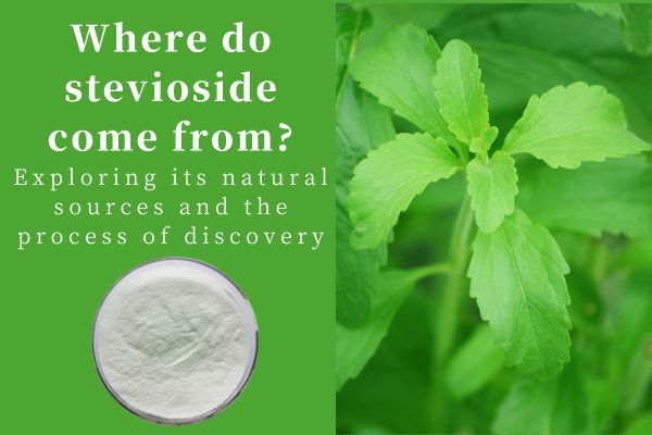 Where do stevioside come from?Exploring its natural sources and the process of discovery