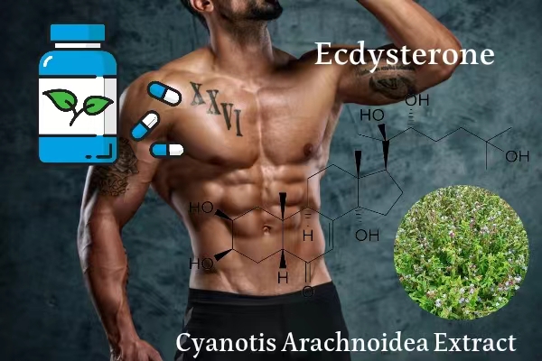 Why are there more and more Ecdysterone Supplements(Cyanotis Arachnoidea Extract)?