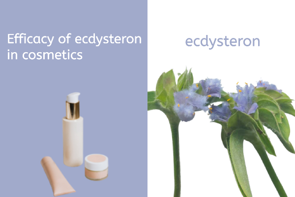 Efficacy of ecdysteron in cosmetics