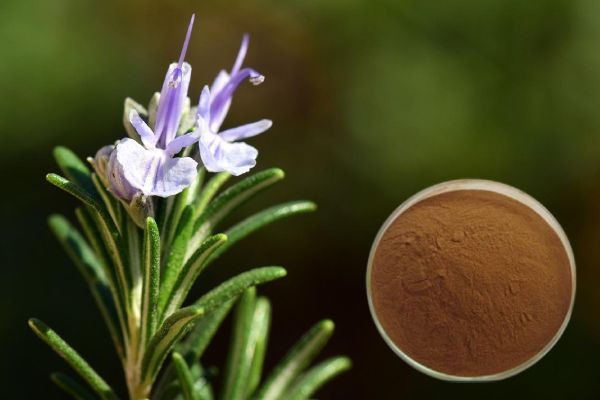 Application of rosemary extract in skin care products