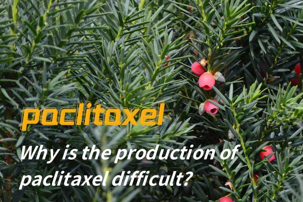 Why is the production of paclitaxel difficult?