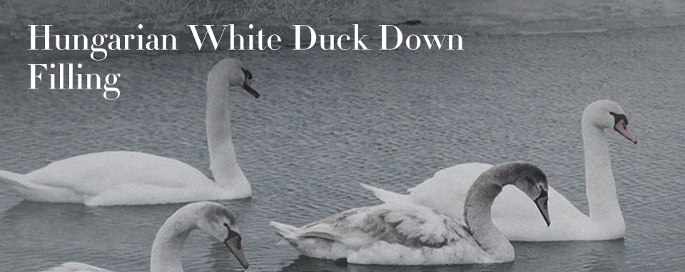white duck down