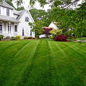Turf Artificial Grass for Sale Synthetic Turf Grass