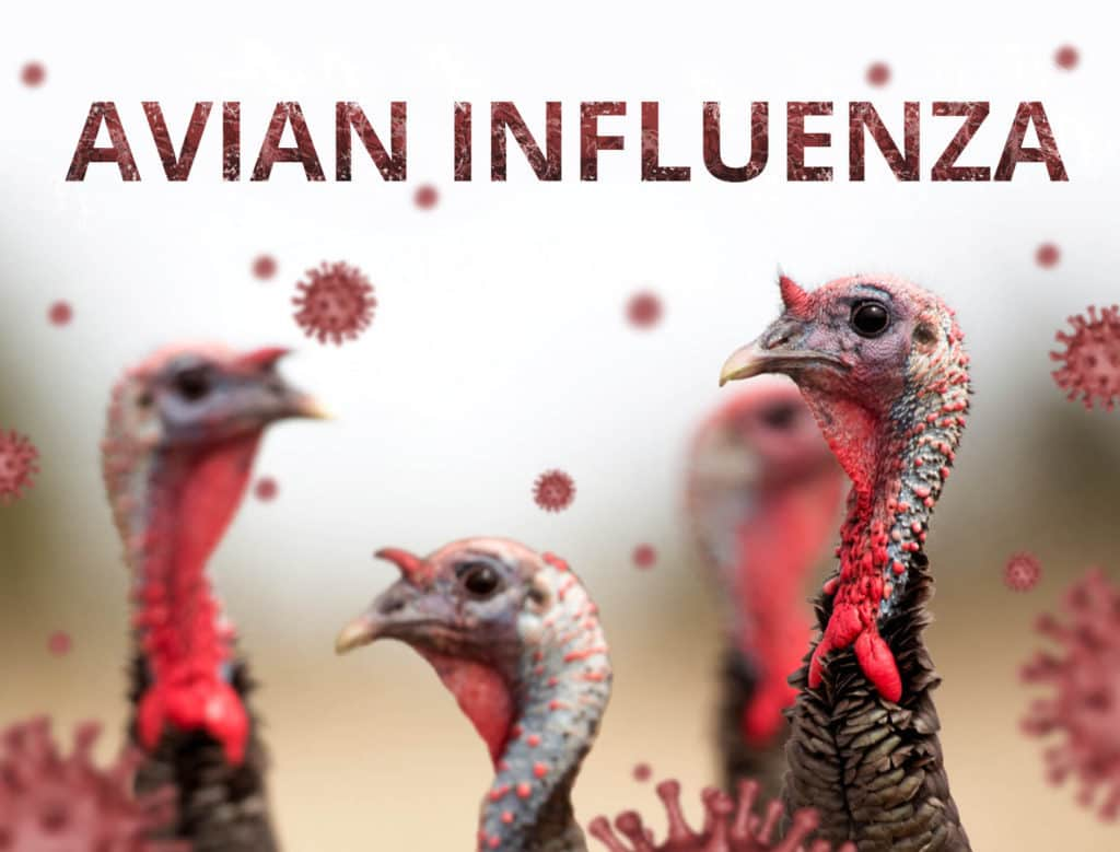 Avian Influenza Virus: Understanding the Threat to Human Health