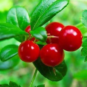 Cassia Acutifolia Tea - Bearberry leaf – HEX