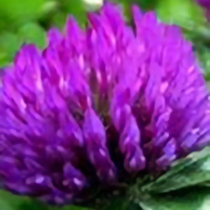 Red Clover Extract Powder Featured Image